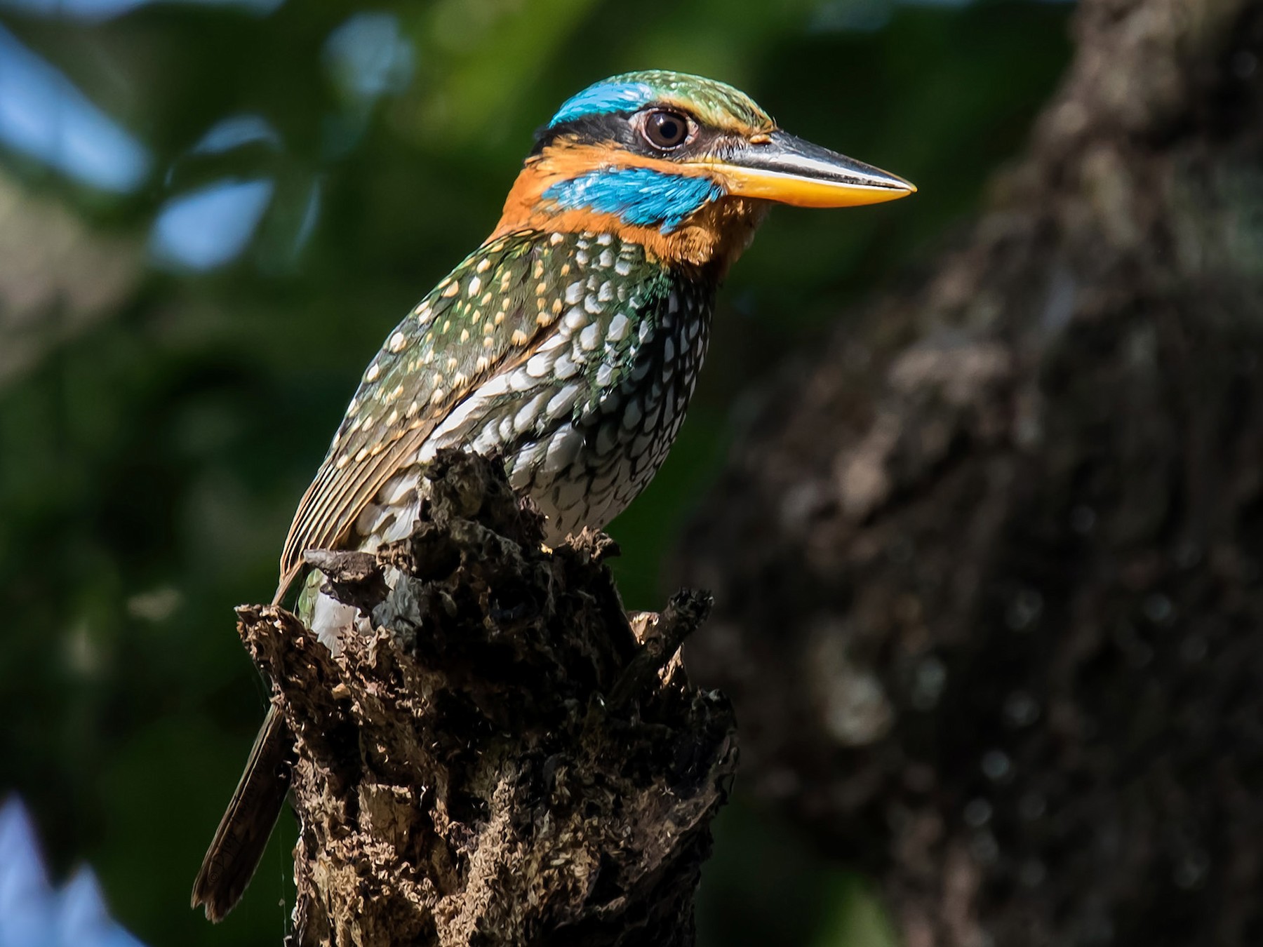 Spotted Wood Kingfisher - Djop Tabaranza