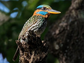 シロボシショウビン - eBird