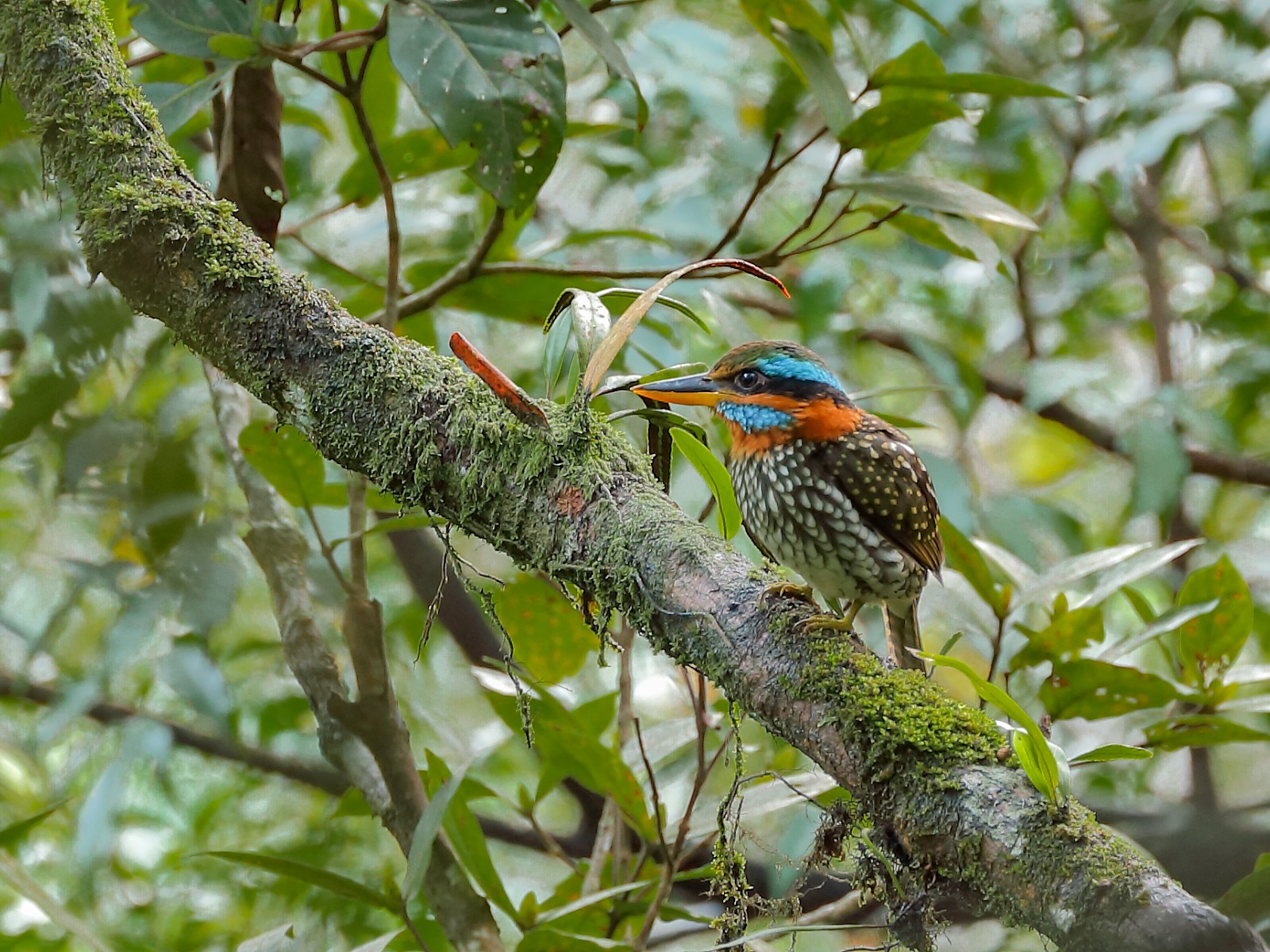 Spotted Wood Kingfisher - Jeran Lin