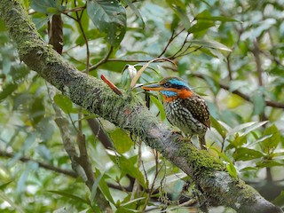 シロボシショウビン - eBird