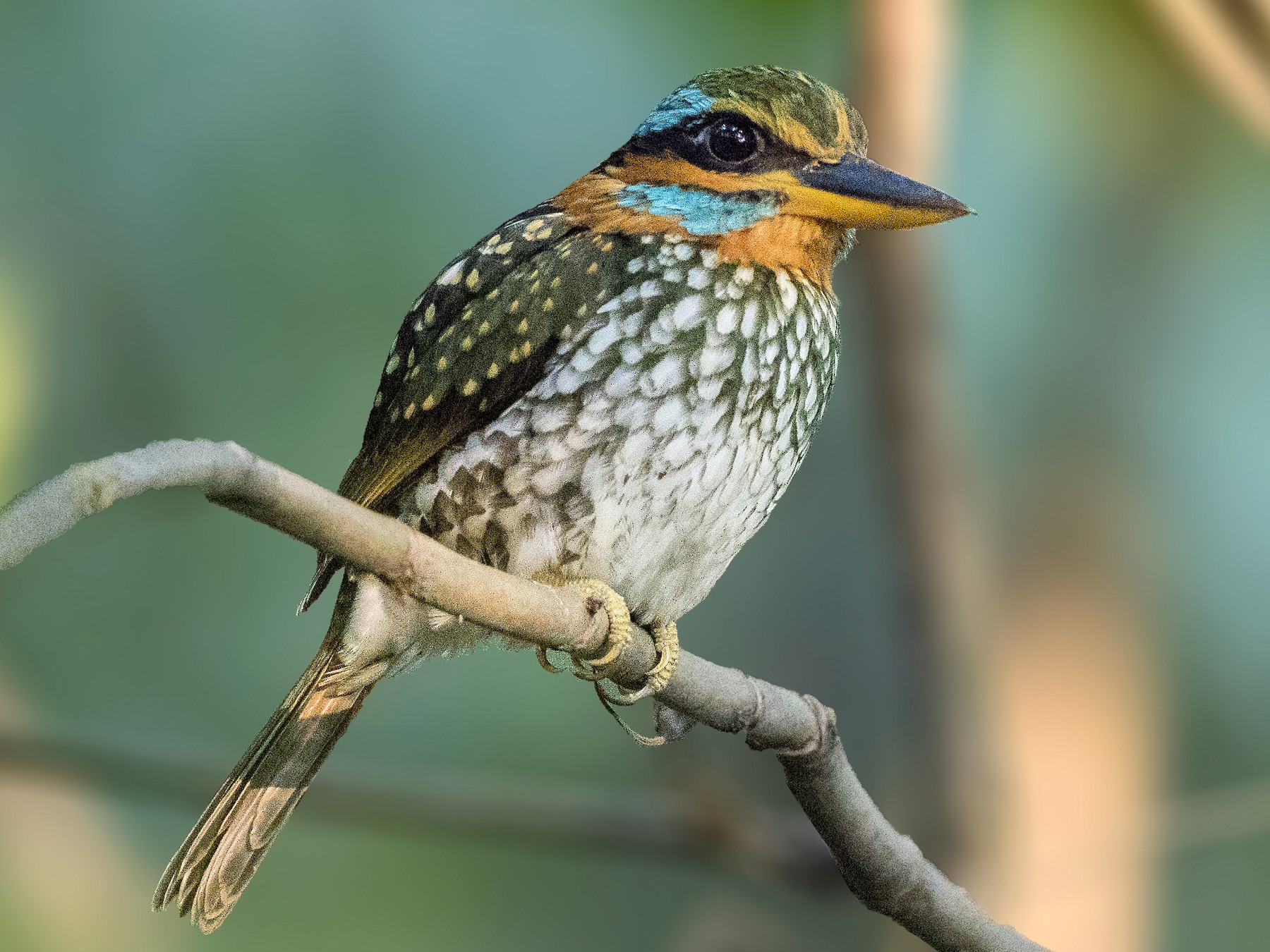 Spotted Wood Kingfisher - Bradley Hacker 🦜