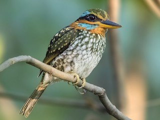 シロボシショウビン - eBird