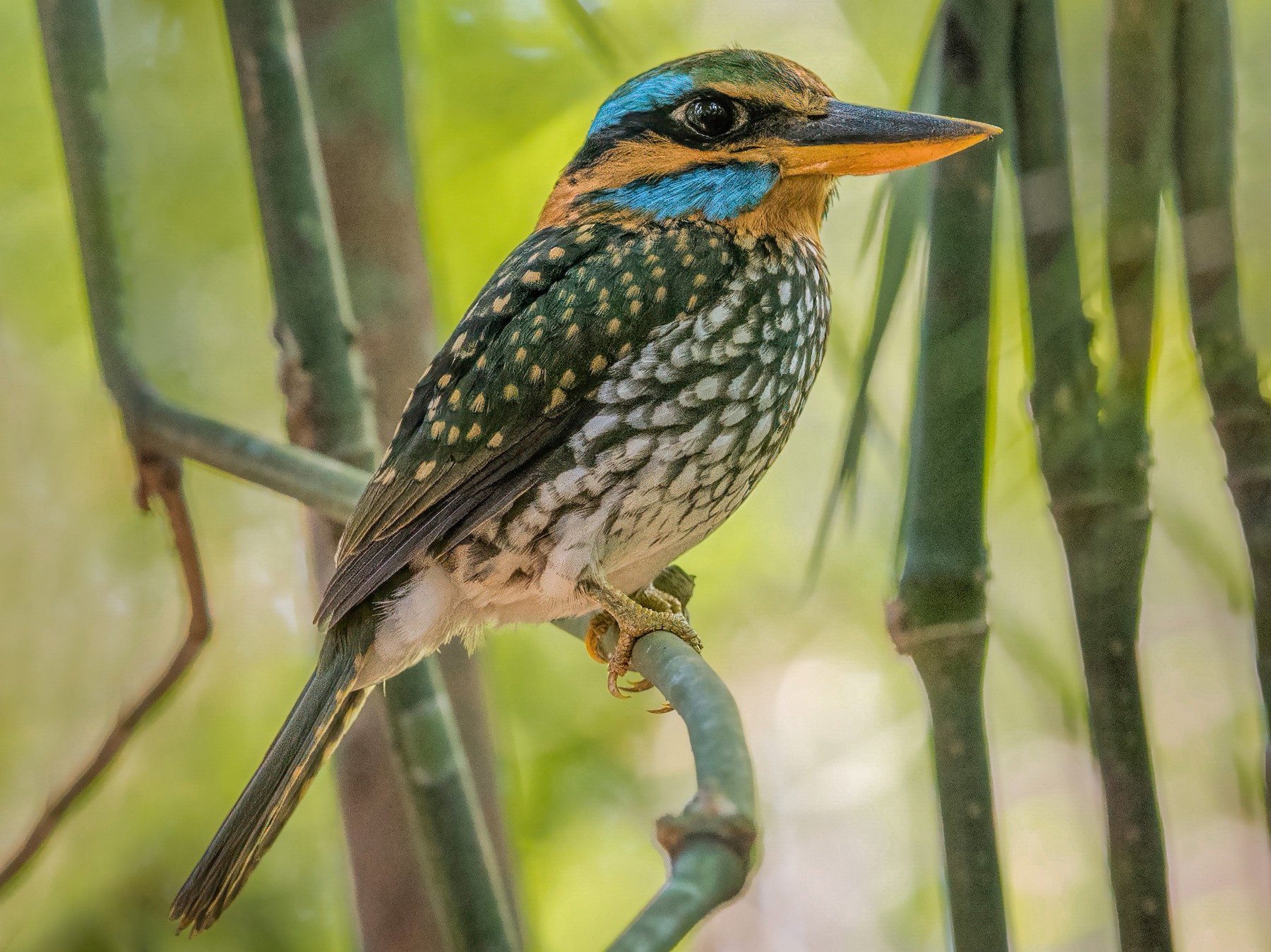 Spotted Wood Kingfisher - Will Yan
