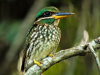 シロボシショウビン - eBird