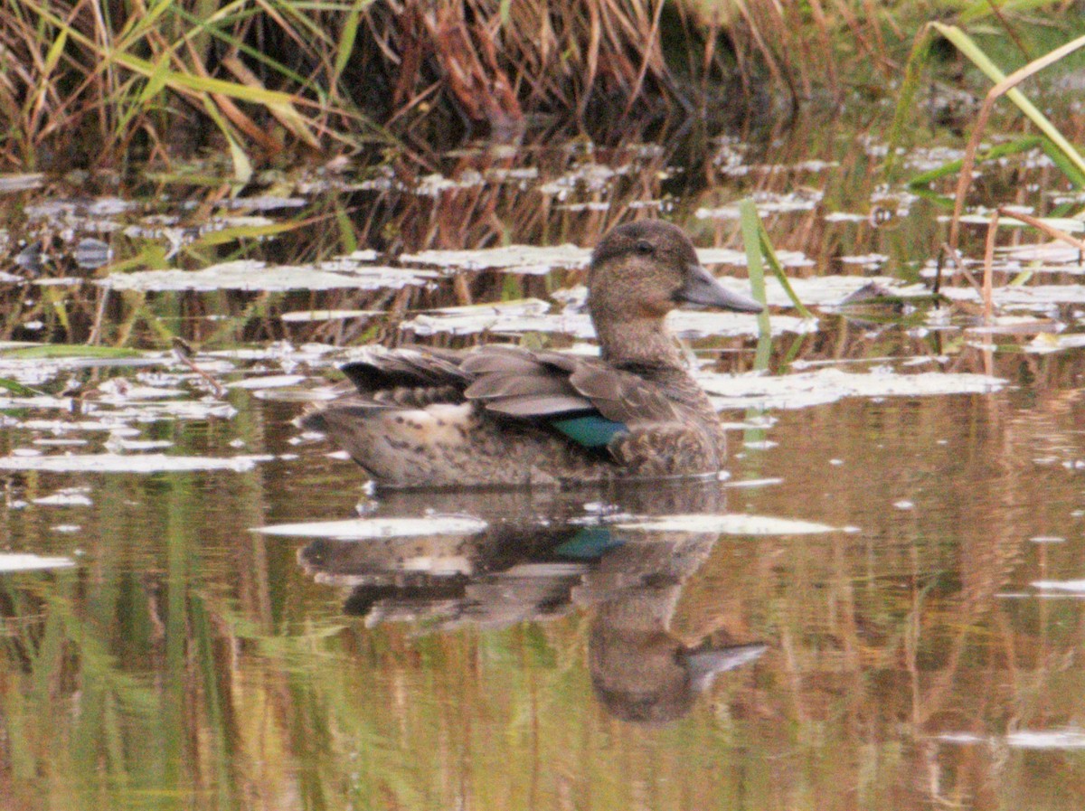 Green-winged Teal - ML267042751