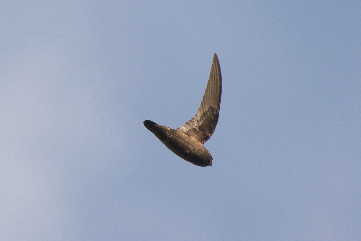 Spot-fronted Swift - Cory Gregory