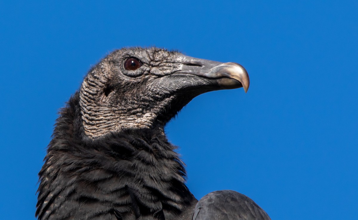 Black Vulture - Andrew Thornton