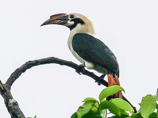 ミンダナオカオグロサイチョウ - eBird
