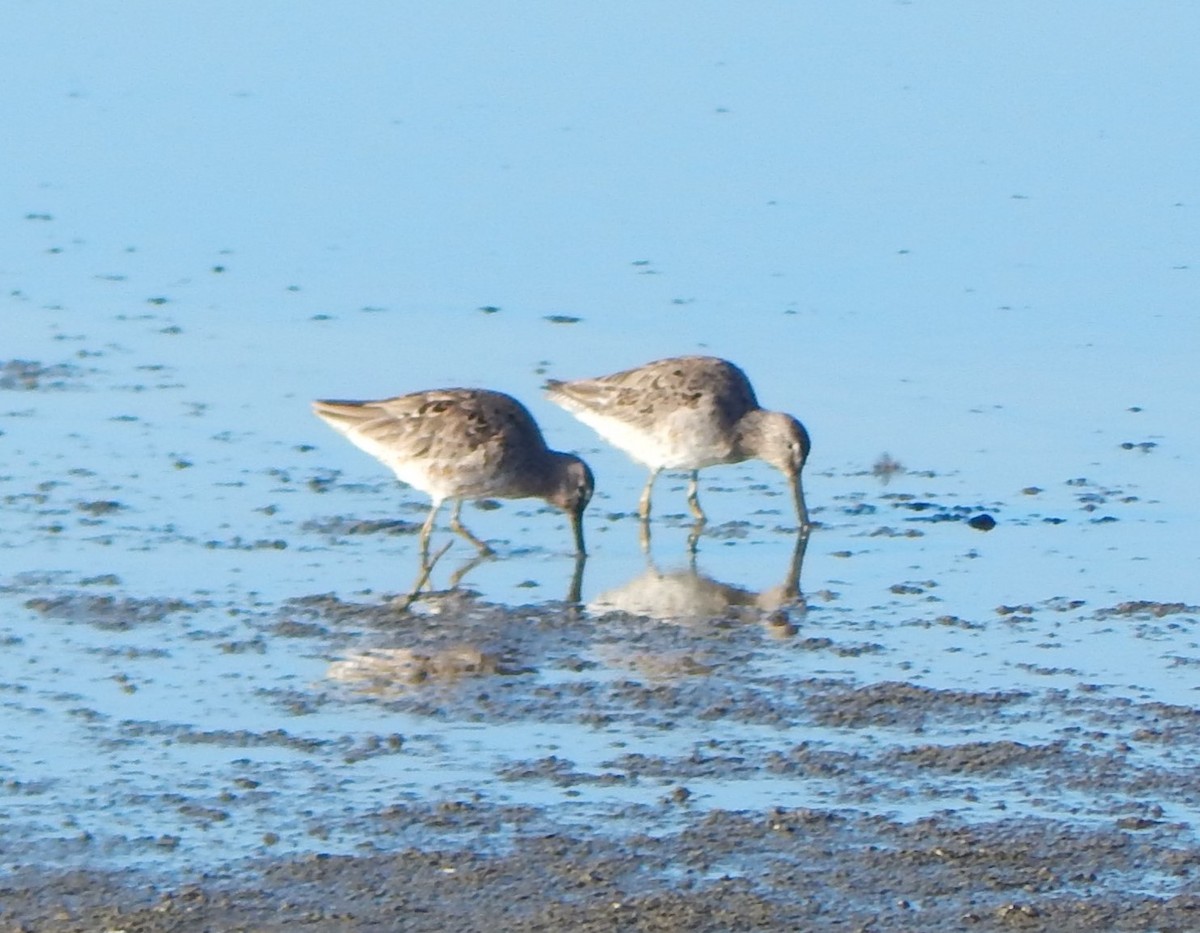 Long-billed Dowitcher - ML26704661