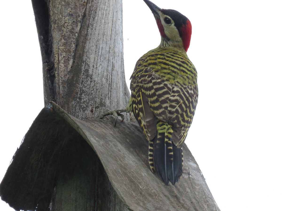 Green-barred Woodpecker - ML267048441