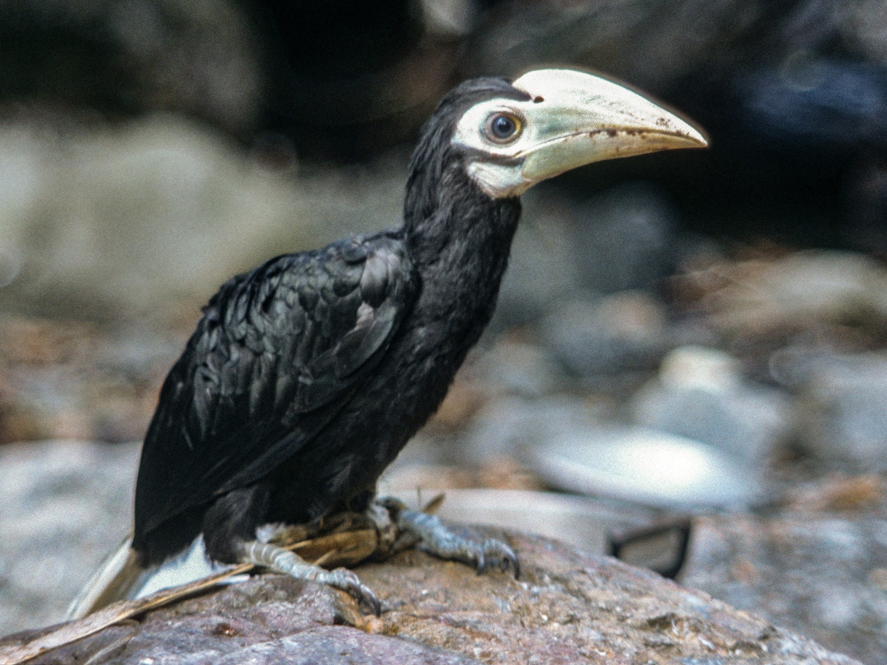 Palawan Hornbill - Lorenzo Vinciguerra