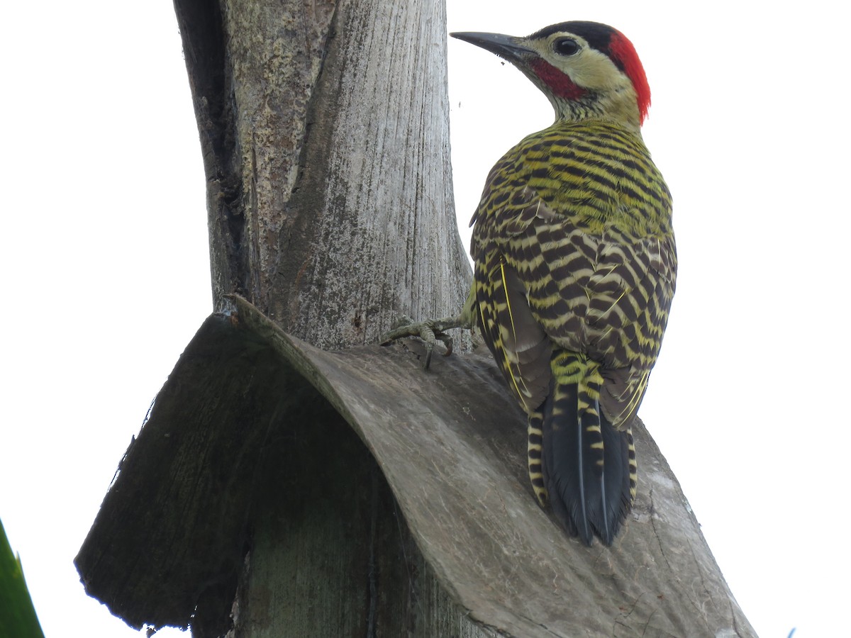 Green-barred Woodpecker - ML267048581