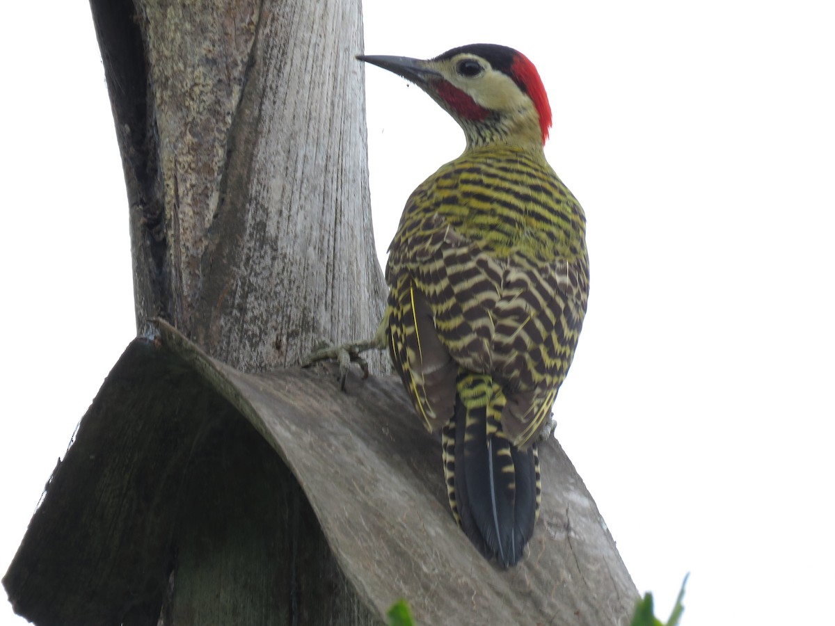 Green-barred Woodpecker - ML267048601
