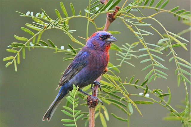 Systematics - Varied Bunting - Passerina versicolor - Birds of the World