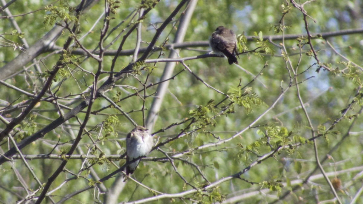 Northern Rough-winged Swallow - ML26705241