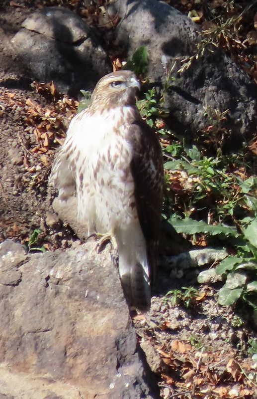 Red-tailed Hawk - ML267054171