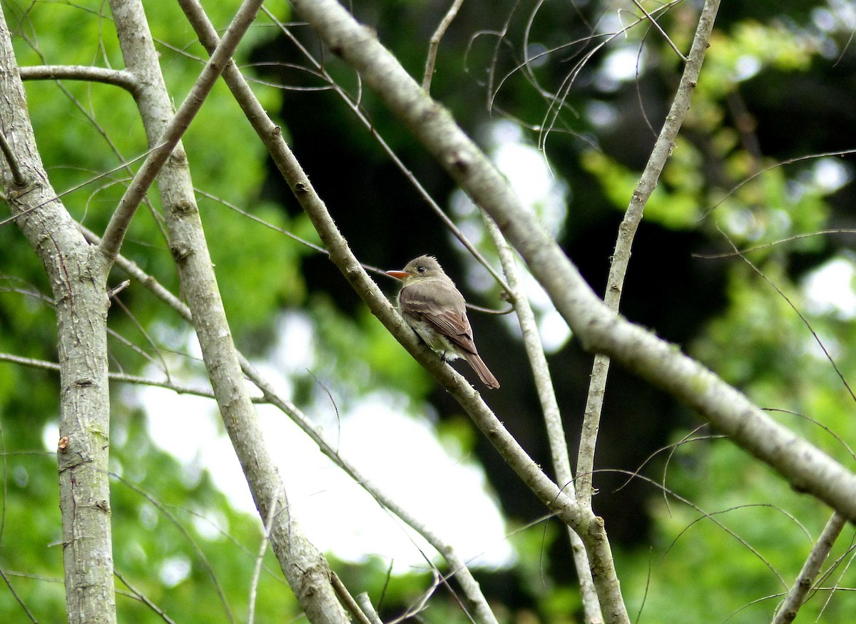 Greater Pewee - ML26705821