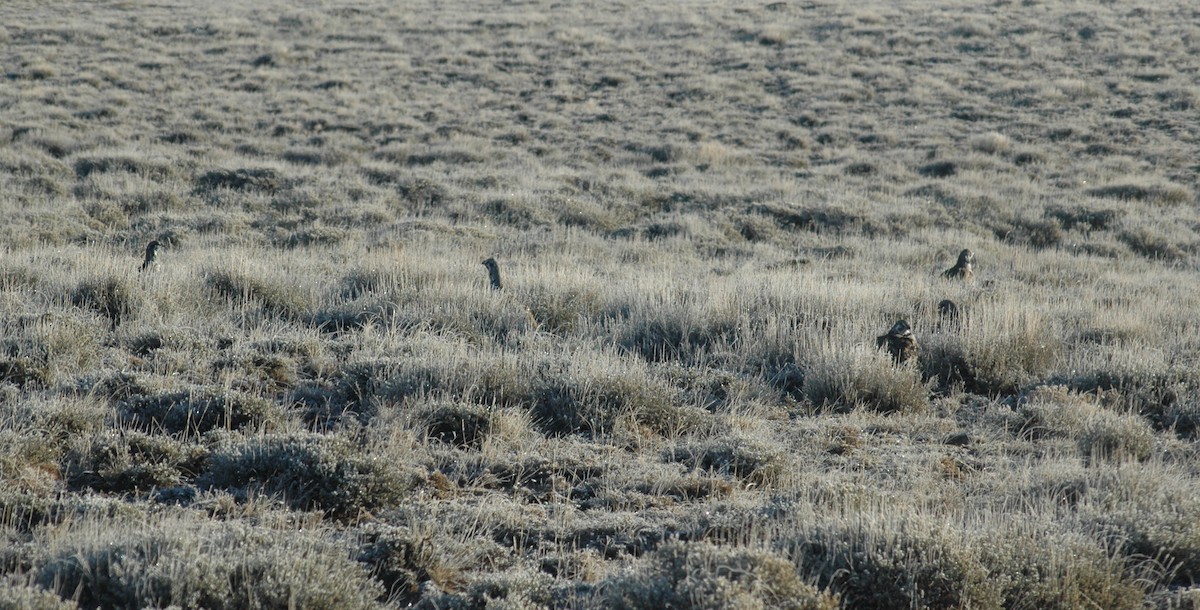 Greater Sage-Grouse - Sue Riffe