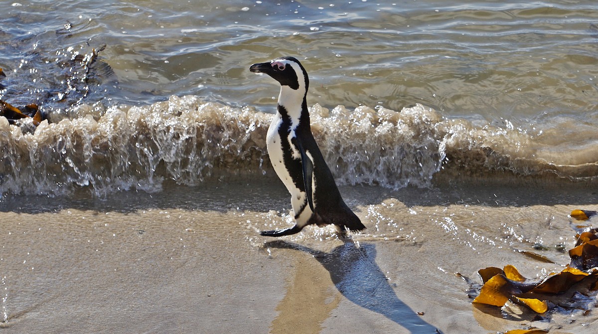 African Penguin - Joao Freitas