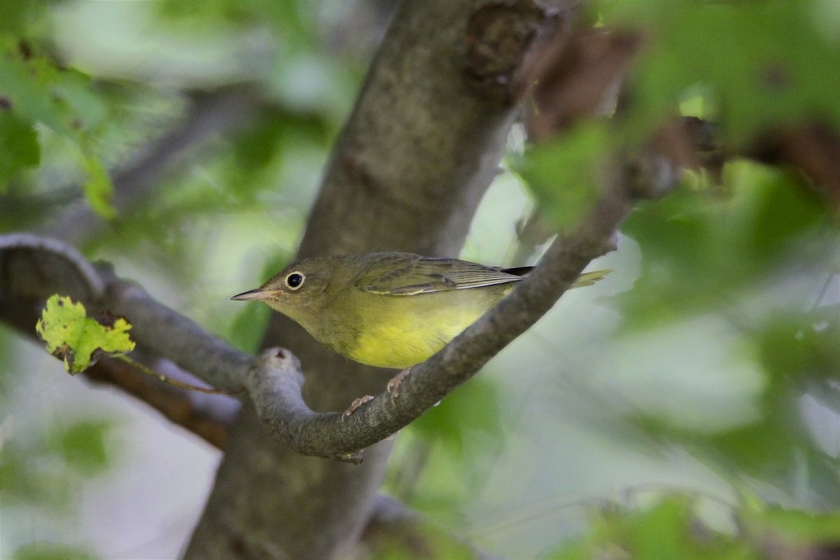 Connecticut Warbler - Vickie Baily
