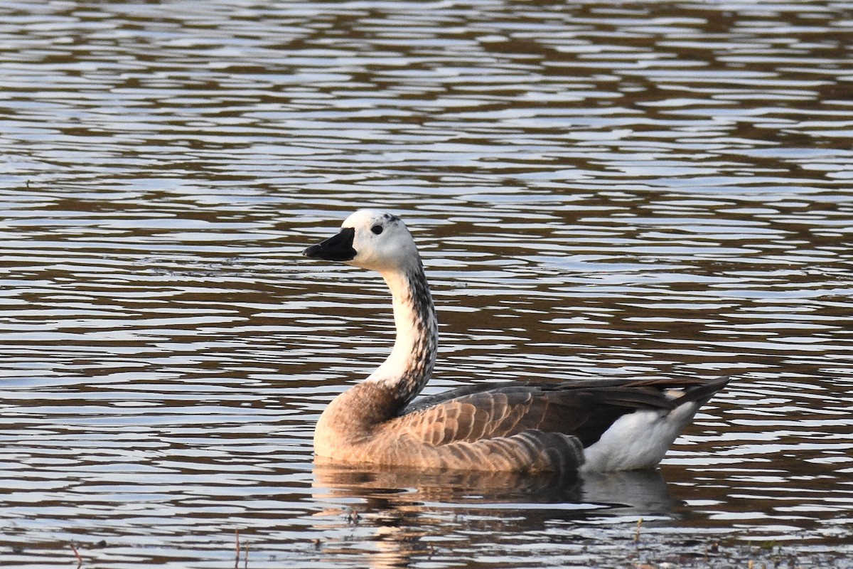 Domestic goose sp. x Canada Goose (hybrid) - ML267070131