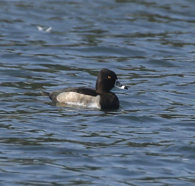 Ring-necked Duck - Cathy Sheeter