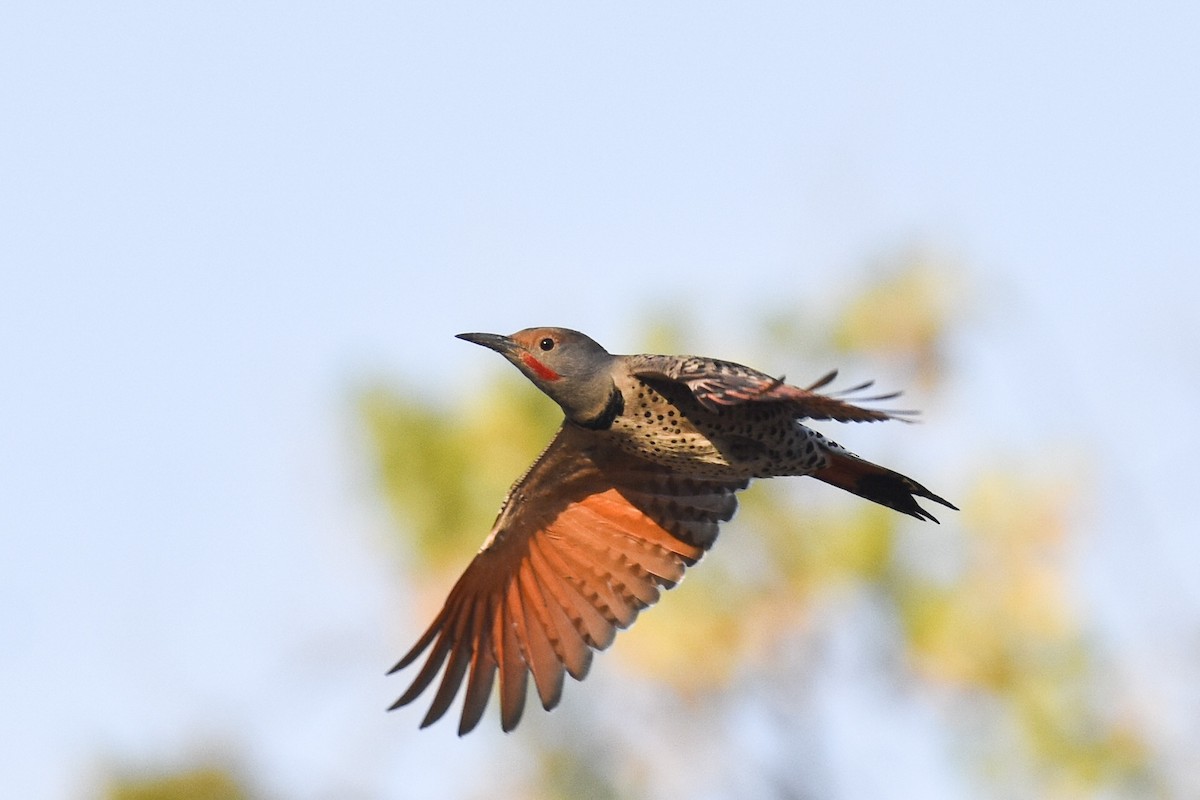 Northern Flicker (Red-shafted) - Max Brodie