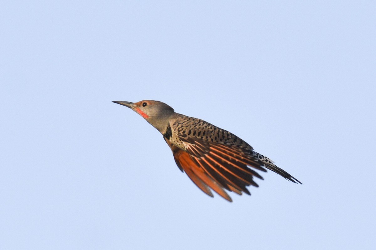 Northern Flicker (Red-shafted) - ML267070261