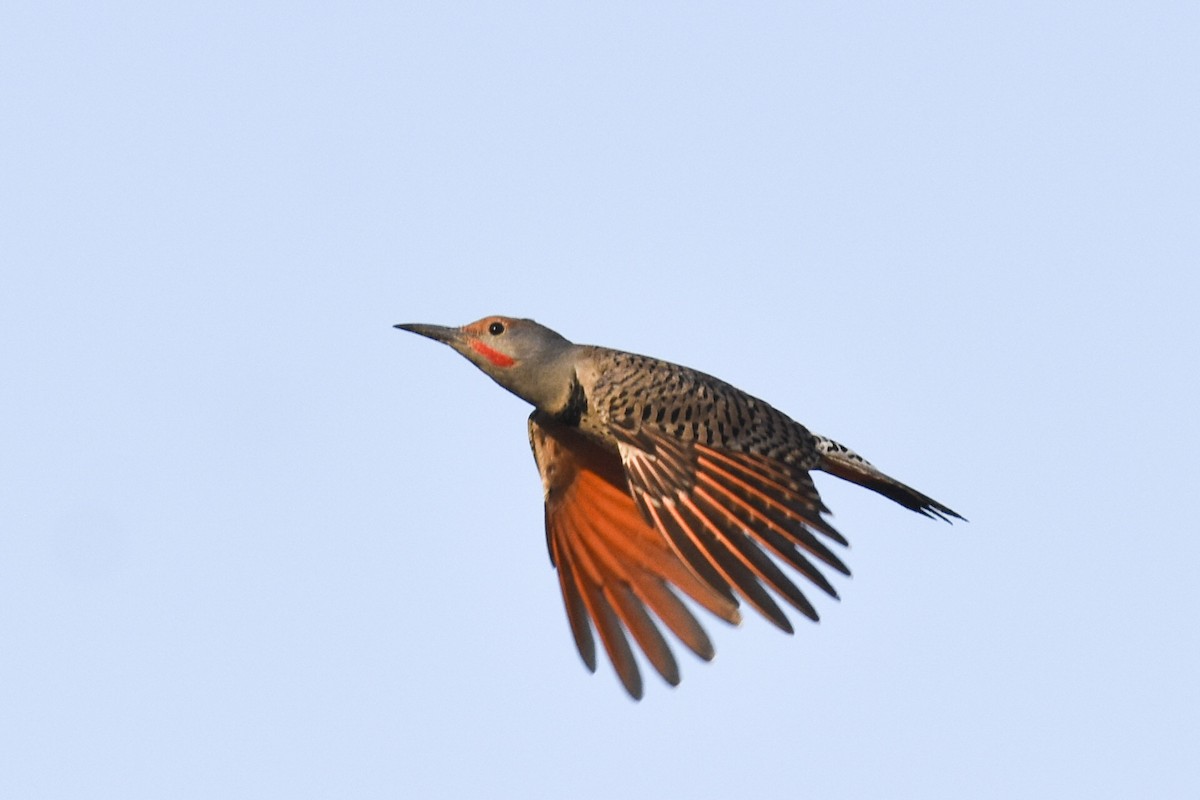 Northern Flicker (Red-shafted) - ML267070271
