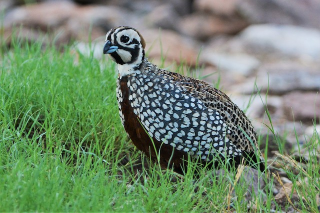 Montezuma Quail ML26707411