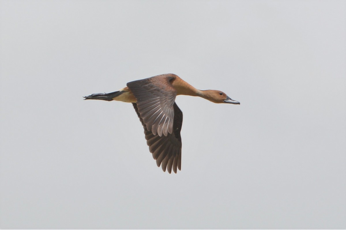 Fulvous Whistling-Duck - David Hollie