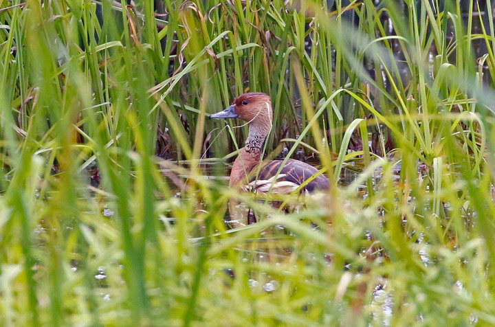 Fulvous Whistling-Duck - ML26707901