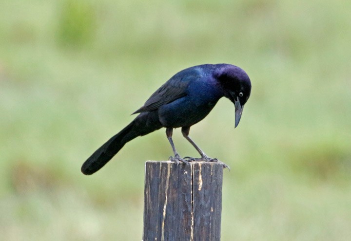 Boat-tailed Grackle - ML26707941