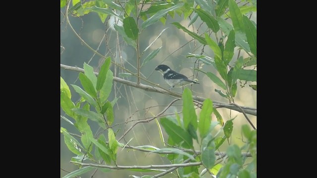 Wing-barred Seedeater (Caqueta) - ML267081021