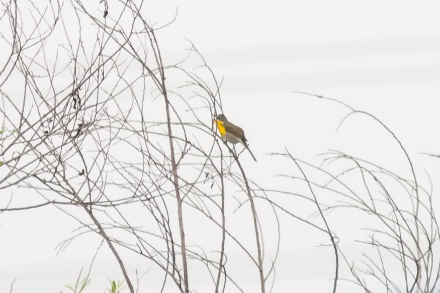 Yellow-breasted Chat - Jeff Bray