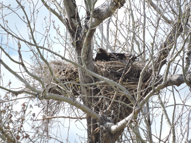 Nest site (Montana, United States). - Golden Eagle - 