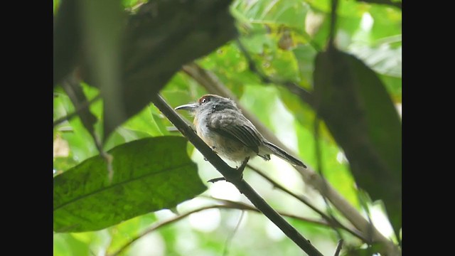 Rufous-capped Nunlet - ML267086401