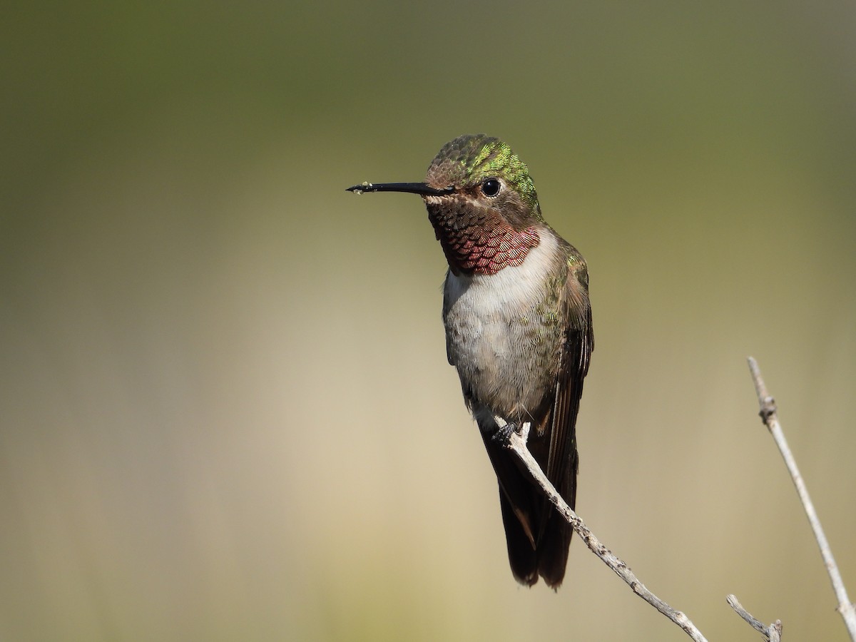 Broad-tailed Hummingbird - ML267086541