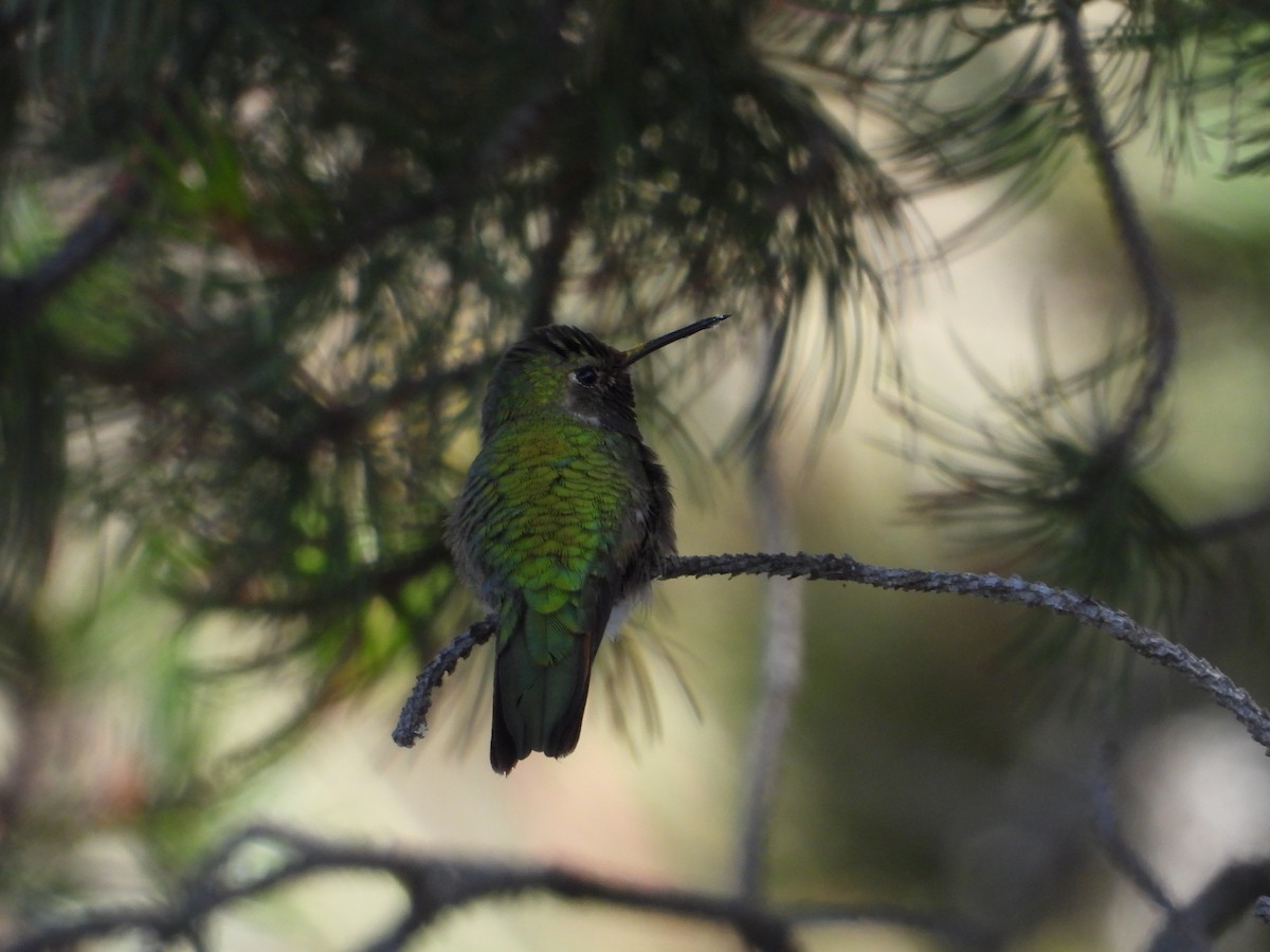 Broad-tailed Hummingbird - ML267086561
