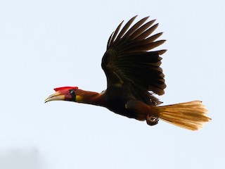 アカサイチョウ - eBird