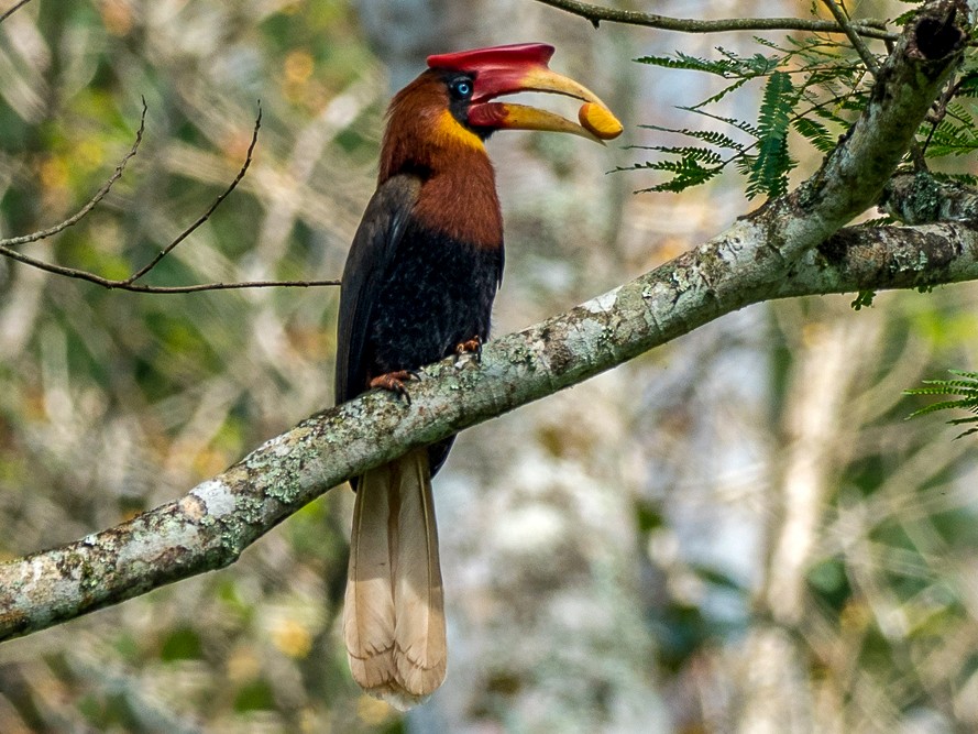 Rufous Hornbill - eBird