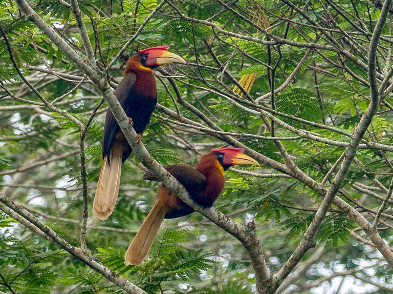 Rufous Hornbill - eBird