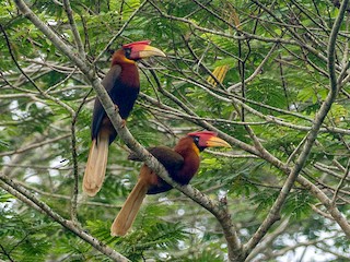 雄鳥和雌鳥 - Forest Botial-Jarvis - ML267086771