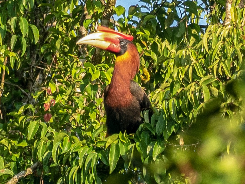 Rufous Hornbill - Forest Botial-Jarvis