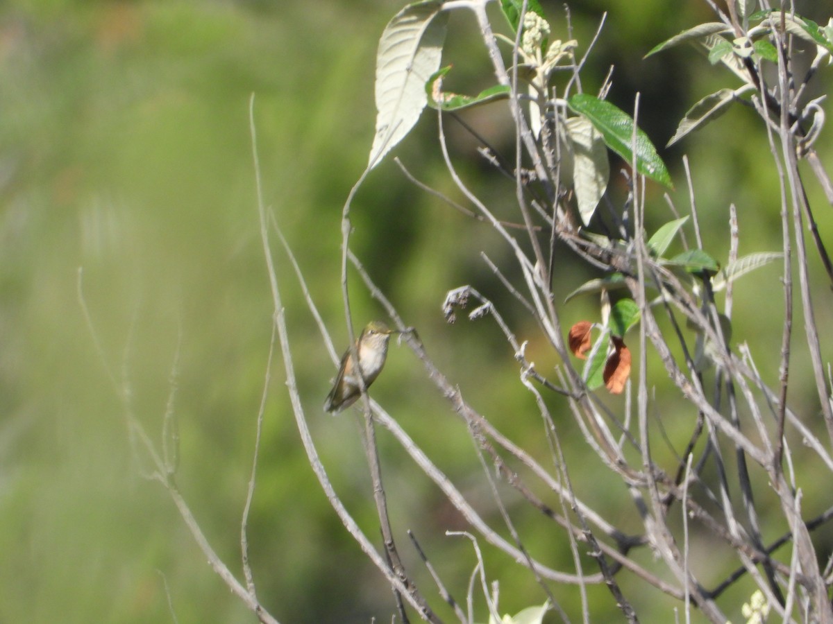 Broad-tailed Hummingbird - ML267087141