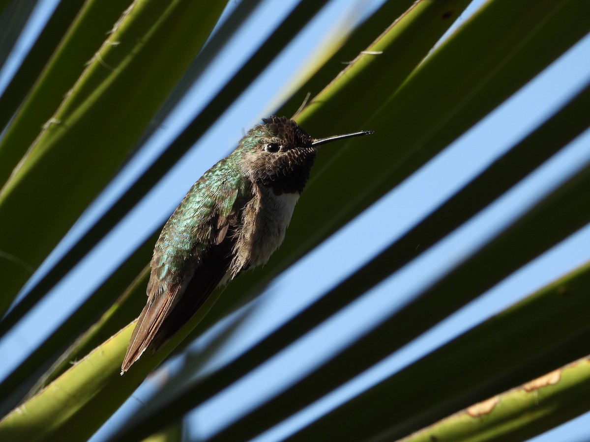 Broad-tailed Hummingbird - ML267087491