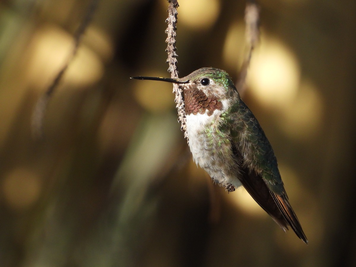 Broad-tailed Hummingbird - ML267087611