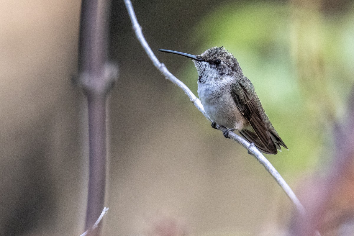 Anna's Hummingbird - Tim Ludwick