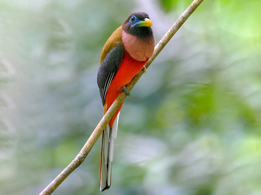 Philippine Trogon - Con Foley