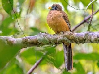  - Philippine Trogon